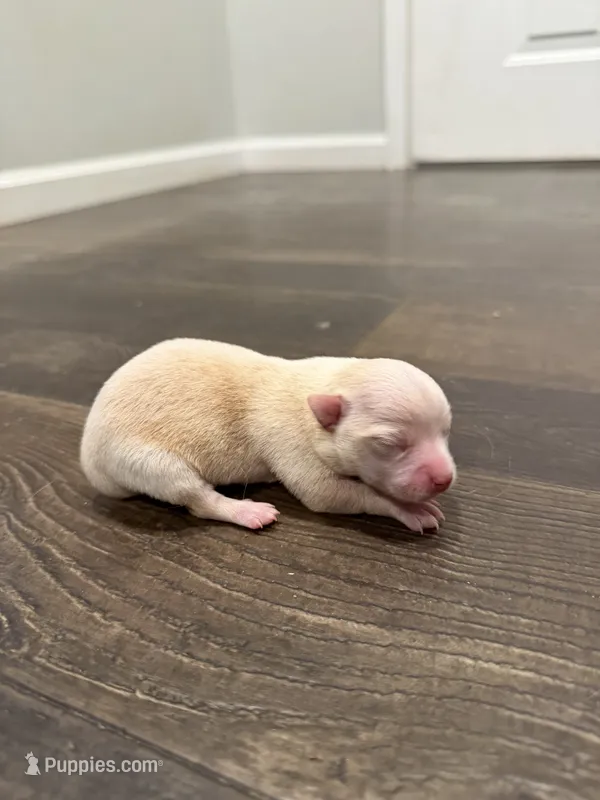 Duke – Chihuahua puppy for sale in Athens, TN