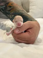Scrat (tea cup), a male Chihuahua for sale in Athens, TN – 1 of 5