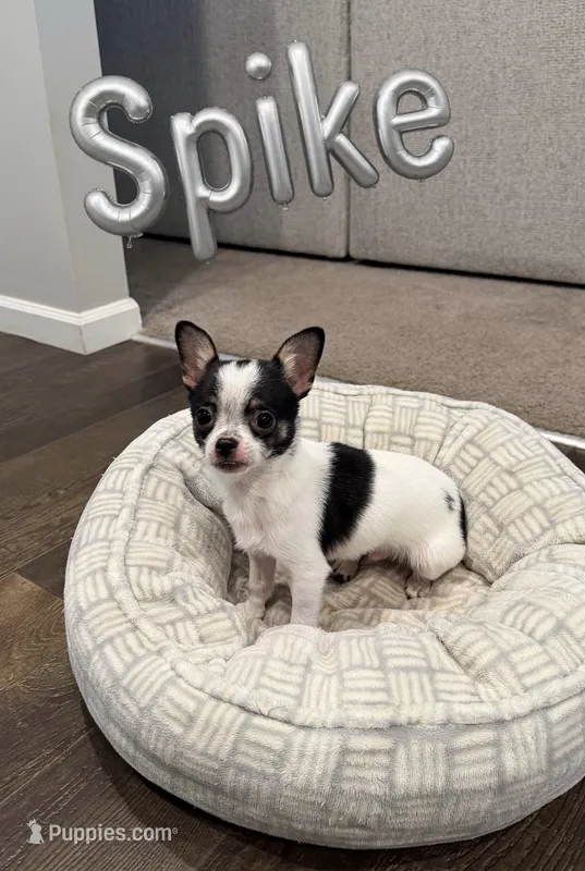 Spike – Chihuahua puppy for sale in Athens, TN
