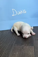 Duke, a male Chihuahua for sale in Athens, TN – 5 of 10