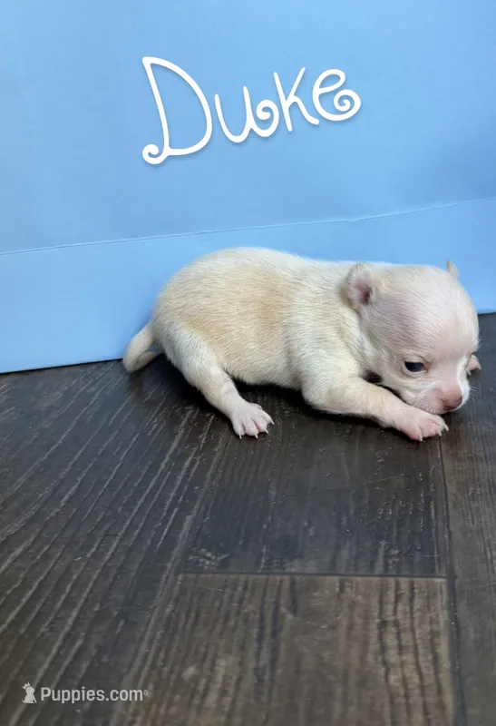 Duke – Chihuahua puppy for sale in Athens, TN