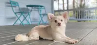 Blake, a male Chihuahua for sale in Athens, TN – 1 of 1
