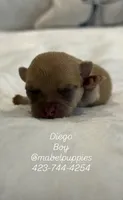 Diego, a male Chihuahua for sale in Athens, TN – 2 of 3