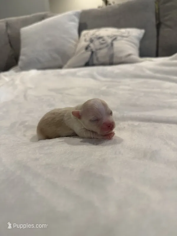 Sid – Chihuahua puppy for sale in Athens, TN