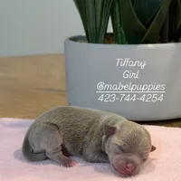 Tiffany Tea Cup, a female Chihuahua for sale in Athens, TN – Photo 8 of 8