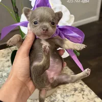 Tiffany Tea Cup, a female Chihuahua for sale in Athens, TN – Photo 1 of 8