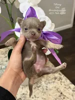 Tiffany, a female Chihuahua for sale in Athens, TN – Photo 1 of 8