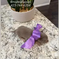 Tiffany Tea Cup, a female Chihuahua for sale in Athens, TN – Photo 5 of 8