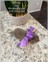 Tiffany, a female Chihuahua for sale in Athens, TN – Photo 5 of 8