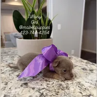 Tiffany Tea Cup, a female Chihuahua for sale in Athens, TN – Photo 3 of 8