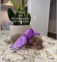 Tiffany, a female Chihuahua for sale in Athens, TN – Photo 3 of 8