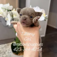 Tiffany Tea Cup, a female Chihuahua for sale in Athens, TN – Photo 6 of 8
