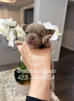 Tiffany, a female Chihuahua for sale in Athens, TN – Photo 6 of 8