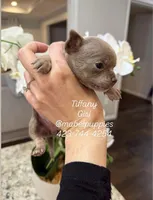 Tiffany, a female Chihuahua for sale in Athens, TN – Photo 7 of 8