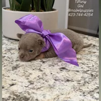 Tiffany Tea Cup, a female Chihuahua for sale in Athens, TN – Photo 4 of 8