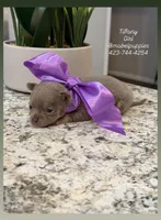 Tiffany, a female Chihuahua for sale in Athens, TN – Photo 4 of 8