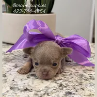 Tiffany Tea Cup, a female Chihuahua for sale in Athens, TN – Photo 2 of 8