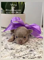 Tiffany, a female Chihuahua for sale in Athens, TN – Photo 2 of 8