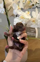 Cartier, a female Chihuahua for sale in Athens, TN – Photo 3 of 4