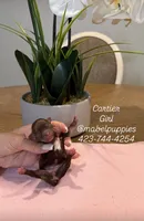 Cartier, a female Chihuahua for sale in Athens, TN – Photo 2 of 4