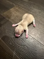 Dot, a female Chihuahua for sale in Athens, TN – 4 of 5