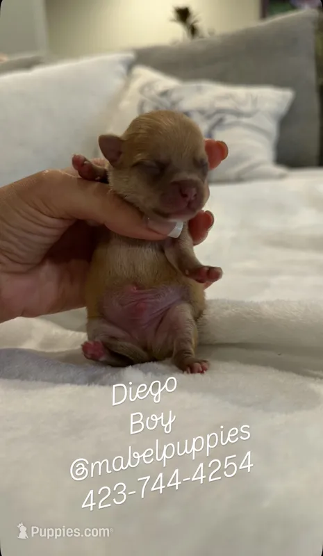 Diego – Chihuahua puppy for sale in Athens, TN