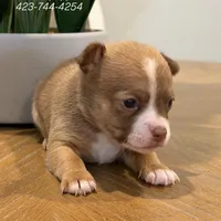 Rolls Royce, a male Chihuahua for sale in Athens, TN – Photo 7 of 9