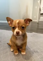 Rolls Royce, a male Chihuahua for sale in Athens, TN – Photo 2 of 9