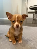 Rolls Royce, a male Chihuahua for sale in Athens, TN – Photo 1 of 9