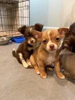 Rolls Royce, a male Chihuahua for sale in Athens, TN – Photo 3 of 9