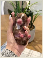 Rolls Royce, a male Chihuahua for sale in Athens, TN – Photo 8 of 9