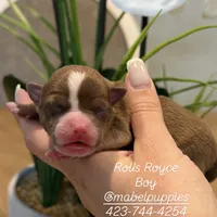 Rolls Royce, a male Chihuahua for sale in Athens, TN – Photo 9 of 9