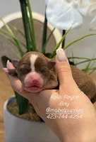 Rolls Royce, a male Chihuahua for sale in Athens, TN – Photo 7 of 9