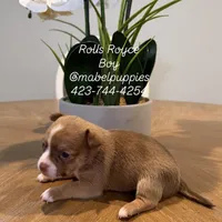 Rolls Royce, a male Chihuahua for sale in Athens, TN – Photo 5 of 9