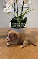 Rolls Royce, a male Chihuahua for sale in Athens, TN – Photo 2 of 9