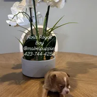 Rolls Royce, a male Chihuahua for sale in Athens, TN – Photo 8 of 9