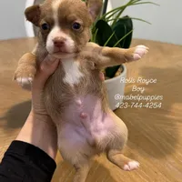 Rolls Royce, a male Chihuahua for sale in Athens, TN – Photo 4 of 9