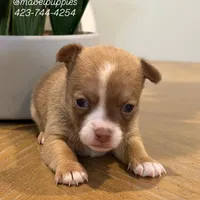 Rolls Royce, a male Chihuahua for sale in Athens, TN – Photo 6 of 9