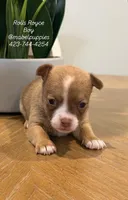 Rolls Royce, a male Chihuahua for sale in Athens, TN – Photo 3 of 9