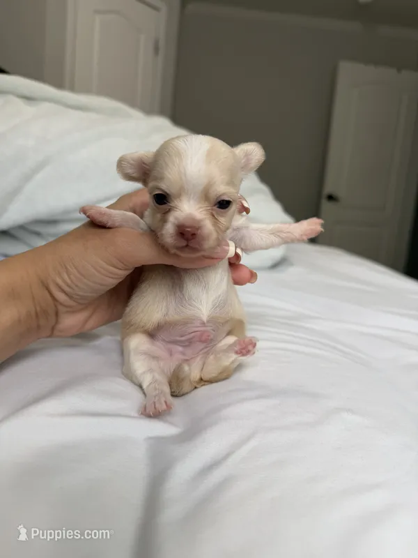 Sid – Chihuahua puppy for sale in Athens, TN