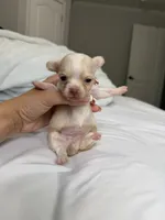 Sid (small puppy), a male Chihuahua for sale in Athens, TN – 1 of 7