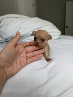 Diego (tea cup), a male Chihuahua for sale in Athens, TN – 1 of 8