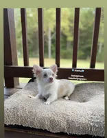 Simba, a male Chihuahua for sale in Athens, TN – Photo 5 of 9