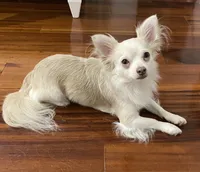 Simba, a male Chihuahua for sale in Athens, TN – Photo 8 of 9