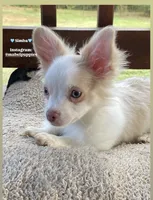 Simba, a male Chihuahua for sale in Athens, TN – Photo 2 of 9