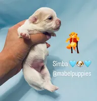 Simba, a male Chihuahua for sale in Athens, TN – Photo 7 of 9