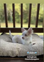 Simba, a male Chihuahua for sale in Athens, TN – Photo 4 of 9