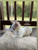 Simba, a male Chihuahua for sale in Athens, TN – Photo 1 of 9