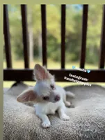 Simba, a male Chihuahua for sale in Athens, TN – Photo 3 of 9