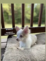 Simba, a male Chihuahua for sale in Athens, TN – Photo 6 of 9